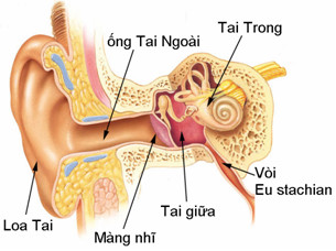 Viêm tai giữa - Hình ảnh minh họa